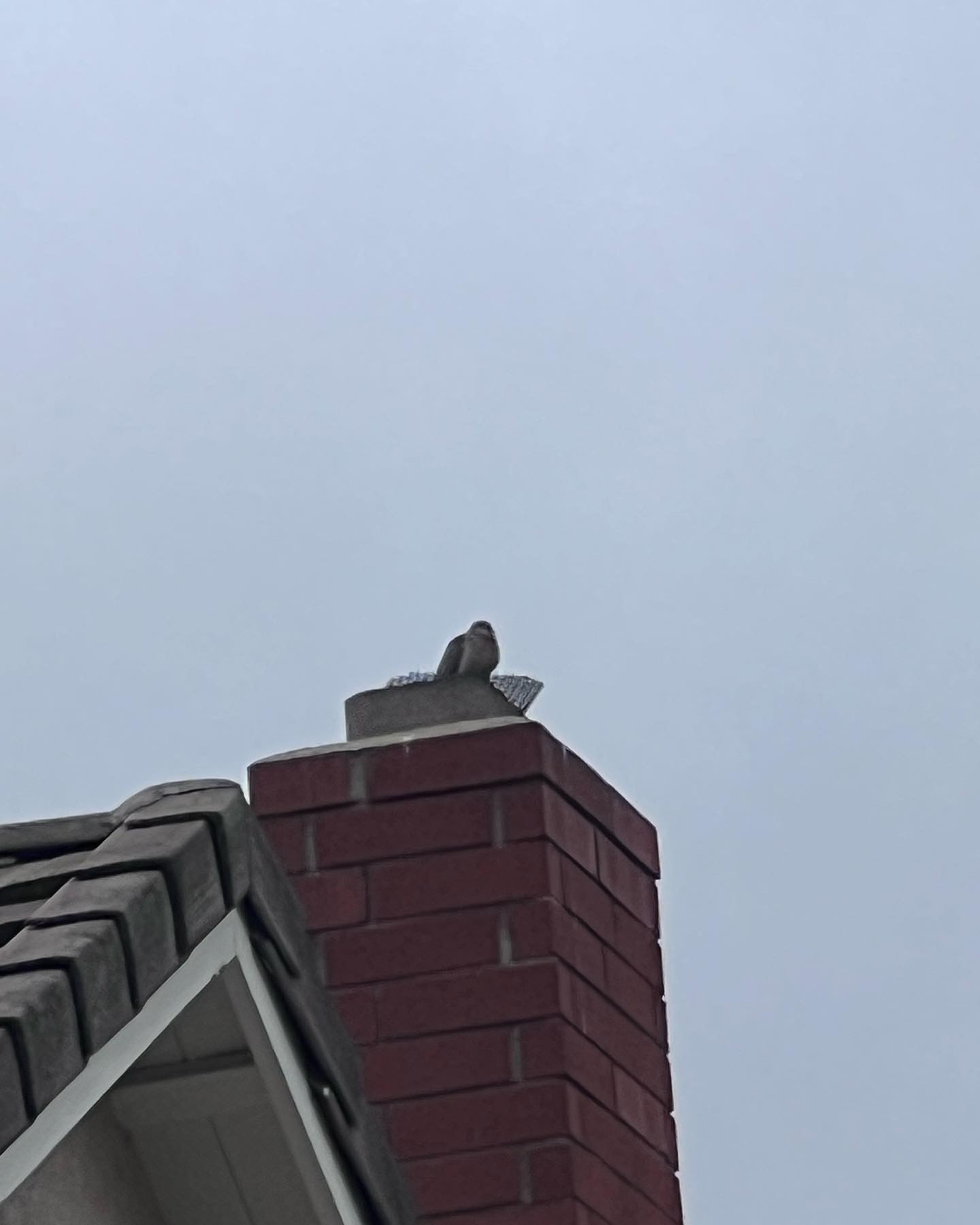 A bird perched on a chimney cap atop a brick chimney